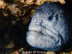 Beauty is in the eye of the beholder.  Wolf Eel in Puget ... by John Di Croce 